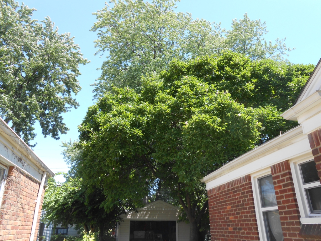 07-15-14 Tree Trimming